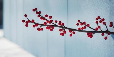 A branch of red berries is frozen and hanging from a blue wall. photo