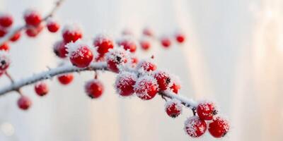 A branch of red berries covered in frost. photo