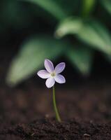 A Single Purple Flower Lying on a Bed of Dark Soil with a Blurry Green Background. photo