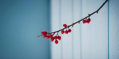 A branch of red berries is frozen and hanging from a blue wall. photo