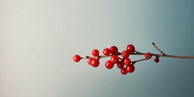 A branch of red berries is on a blue background. photo