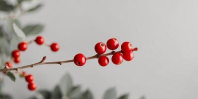 A close up of a branch with red berries on it. photo