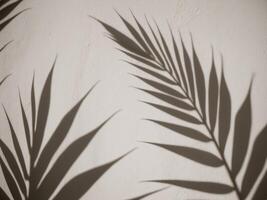 Elegant Palm Leaf Shadows on Soft Textured Wall. photo