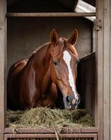 Caring for a bay horse in a stall eating hay. photo