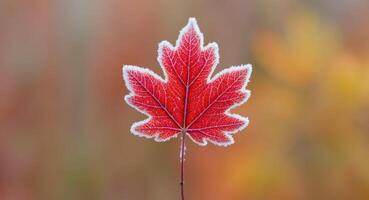 Frosted Red Leaf with Autumnal Background. photo