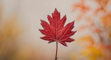 Frosted Red Leaf with Autumnal Background. photo