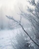 Closeup of a tree and bush covered in hoarfrost and snow during winter. photo