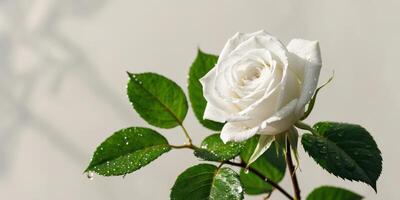 beautiful white rose with dew drops on green leaves. photo