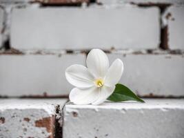 Elegant White Flower on Dark Brick Background. photo