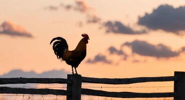 Rooster crowing atop a fence at sunrise background proud bird announcing the dawn symbolizing the start of a busy day on the farm. photo