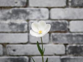 Elegant White Flower on Dark Brick Background. photo