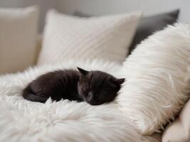 Black kitten peacefully sleeping in fluffy bed. photo
