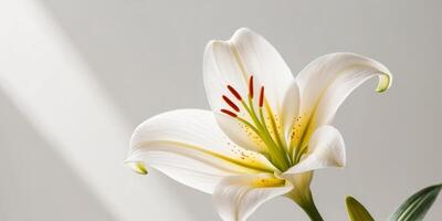 beautiful white lily with a vibrant orange center the petals are translucent and glow softly. photo