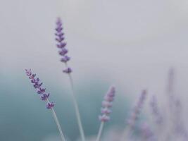 Calm gradient of cool blues and grays with a touch of lavender. photo