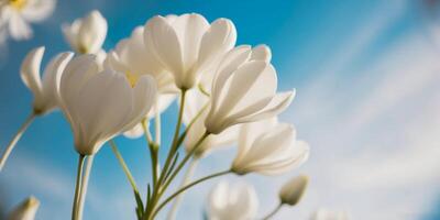 Beautiful white flowers blooming with a serene mood under a sunny blue sky. photo