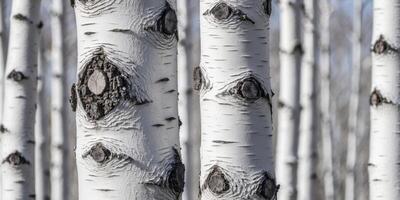 Closeup of White Birch Tree Bark Texture. photo