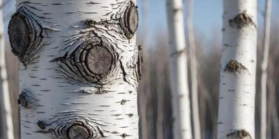 Closeup of White Birch Tree Bark Texture. photo