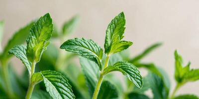 Fresh green mint leaves closeup on natural background. photo