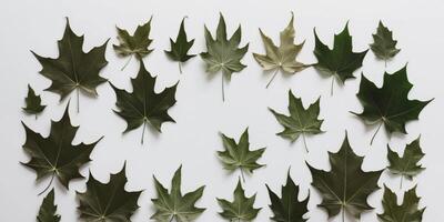 Dried green leaves arranged on a white surface creating a natural frame. photo