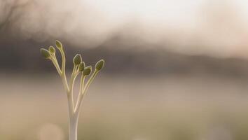 Emerging Life A new beginning in natures palette. photo