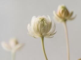 Exquisite close up shot of a delicate botanical bloom showcasing the intricate floral texture and soft earthy color palette. photo