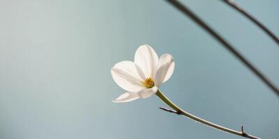 Delicate White Flowers Blooming on a Branch with a Soft Blue Background. photo