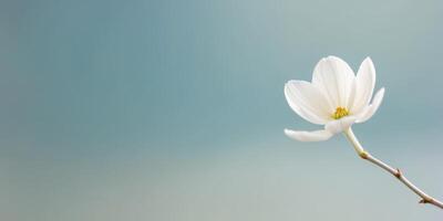 Delicate White Flowers Blooming on a Branch with a Soft Blue Background. photo