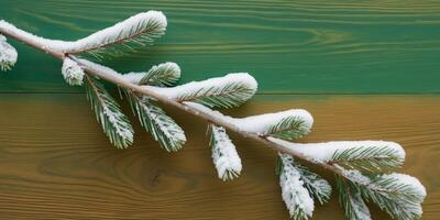 snowy spruce branches on a green wood background. photo