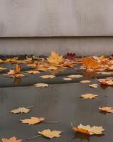 A puddle of water with fallen leaves on the ground. photo