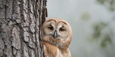 A close up of an owl peeking out from behind a tree. photo