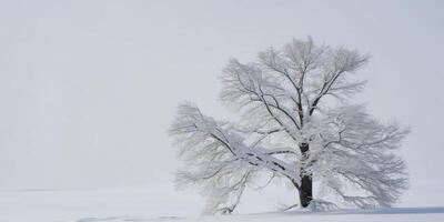 A snowy background with a tree branch covered in snow. photo
