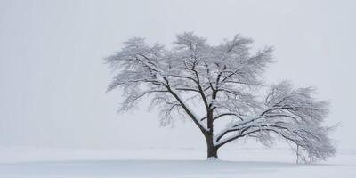 A snowy background with a tree branch covered in snow. photo