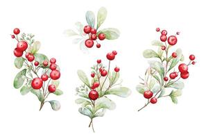 Set of watercolor arrangements of berries and leaves branches vector