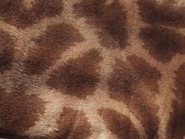 Giraffe skin texture for wildlife nature and environment background. photo