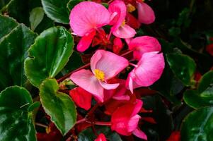This plant is called Wax Begonia. It is often considered a shade plant, but most varieties today grow well in full sun. It has beautiful colors. photo