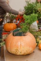 Creating a floral composition in a pumpkin. Making decor with your own hands. photo
