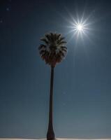 A palm tree stands in the middle of a desert photo