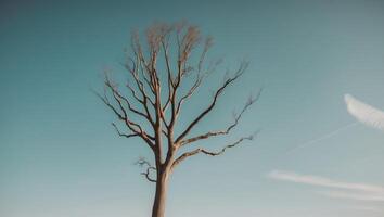 A dead tree in the middle of a field photo