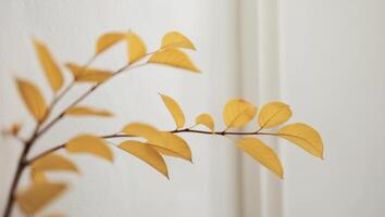 A yellow leaf is on a branch in front of a white wall photo