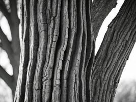 Black and white photograph of a tree trunk photo