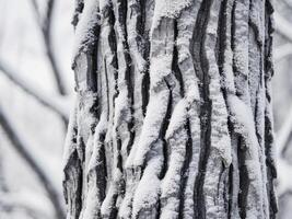 A close up of a tree trunk covered in snow photo