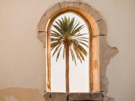 Palm tree in a window photo
