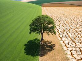 A tree is standing in the middle of a dry field photo