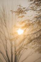 The sun is shining through the trees in the fog photo