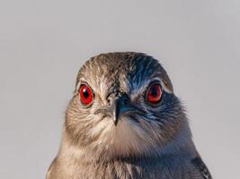 A close up of a bird with red eyes photo