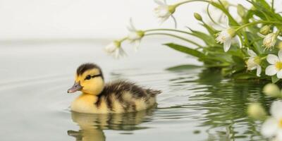 A duckling swimming in a pond with flowers photo