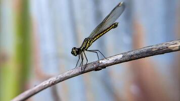 Close-up photo of Libellago lineata dragonfly on a dry branch. Selective focus