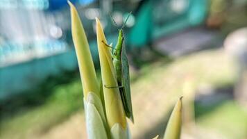 Selective focus of green grasshopper or Atractomorpha crenulata on blurred natural background. photo