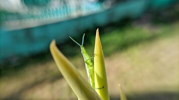 Selective focus of green grasshopper or Atractomorpha crenulata on blurred natural background. photo
