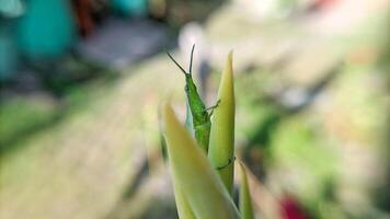 Selective focus of green grasshopper or Atractomorpha crenulata on blurred natural background. photo